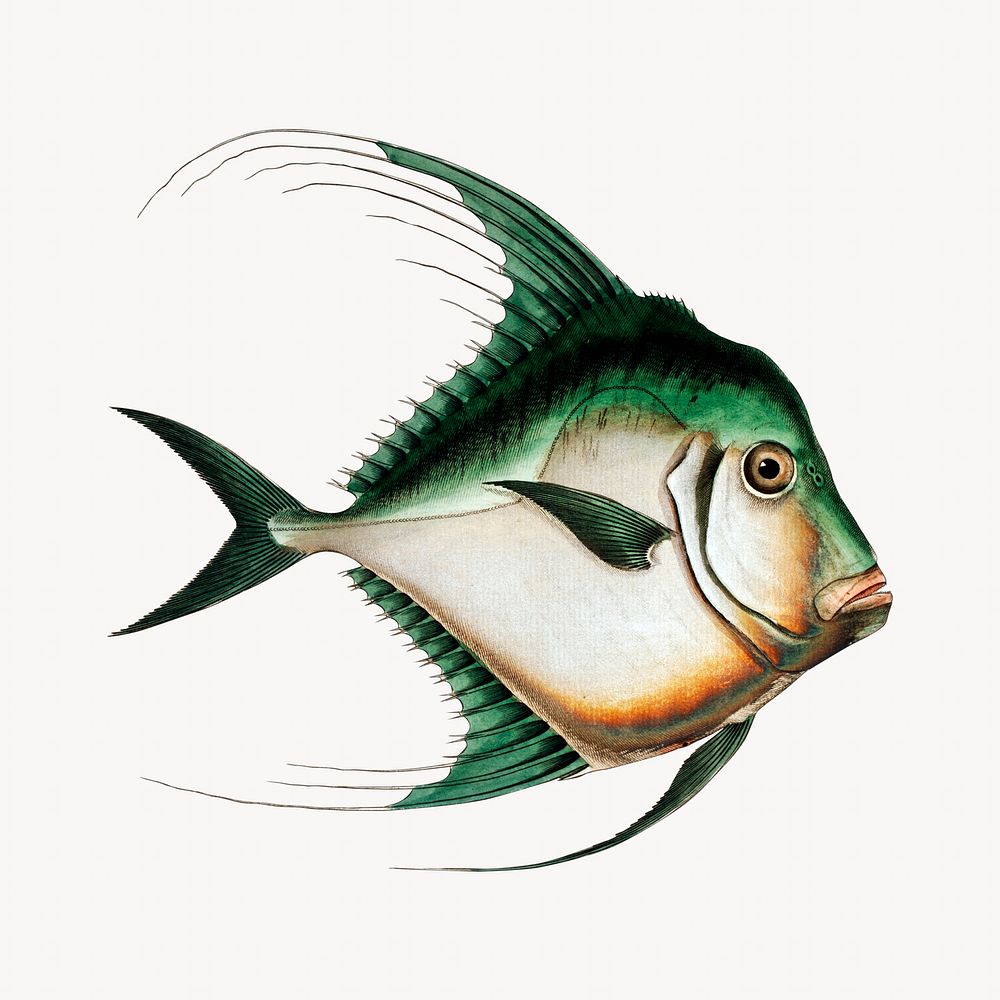 Fish vintage illustration, animal image