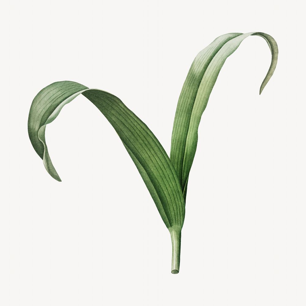 Didier's tulip leaf image element