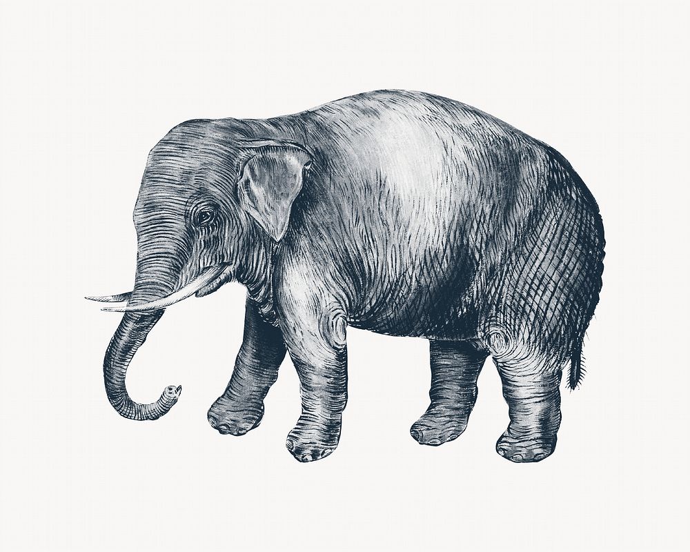 Elephant vintage illustration