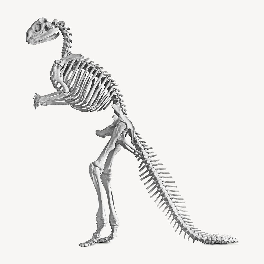 Hadrosaurus fossil skeleton, vintage illustration. Remixed by rawpixel.