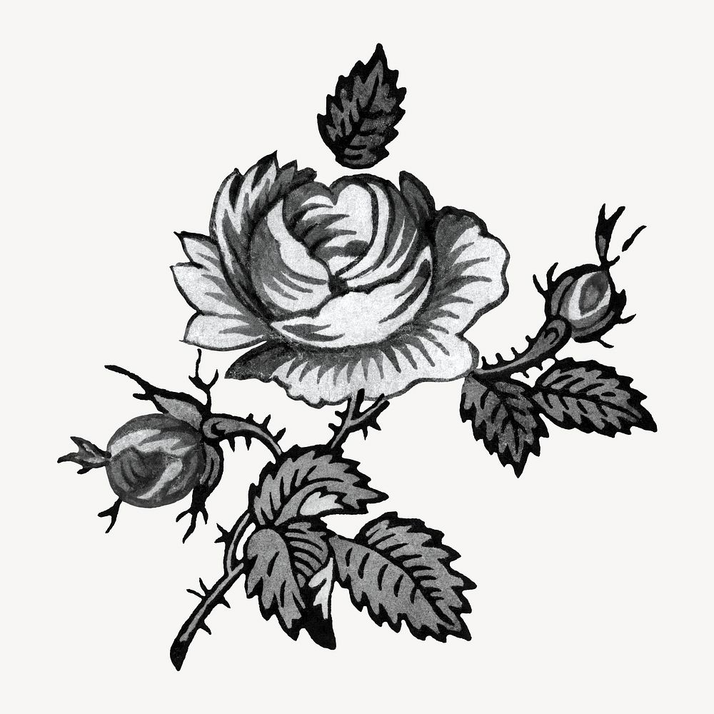 Rose flower black and white isolated design. Remixed by rawpixel.