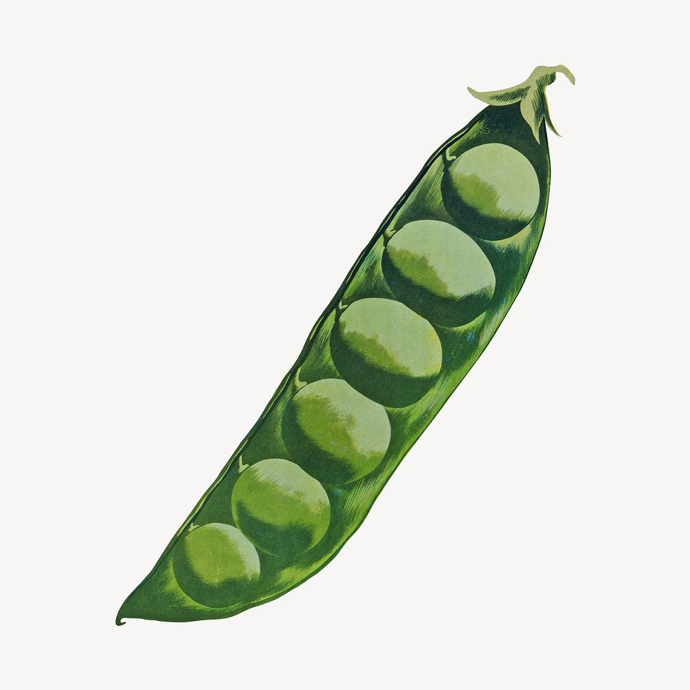 Green pea, legume, vintage vegetable illustration by Morley, Hubert. Remixed by rawpixel.
