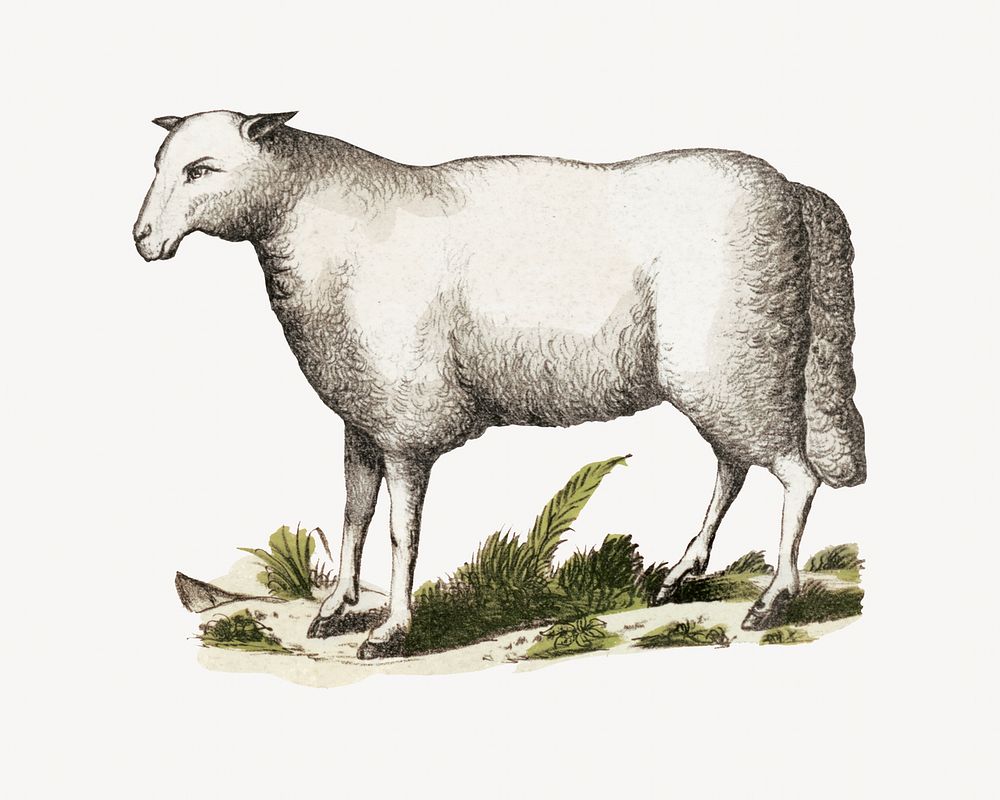 Vintage sheep, farm animal illustration. Remixed by rawpixel.