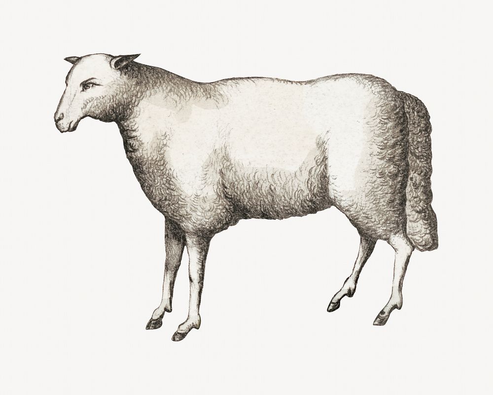 Vintage sheep, farm animal illustration. Remixed by rawpixel.