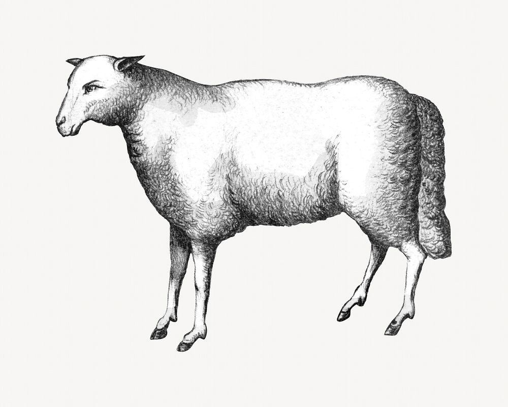 Vintage sheep, farm animal illustration. Remixed by rawpixel.
