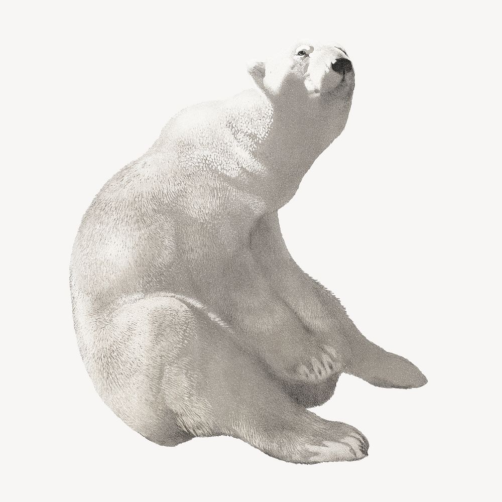 Sitting polar bear, vintage animal illustration by Carl Ederer. Remixed by rawpixel.