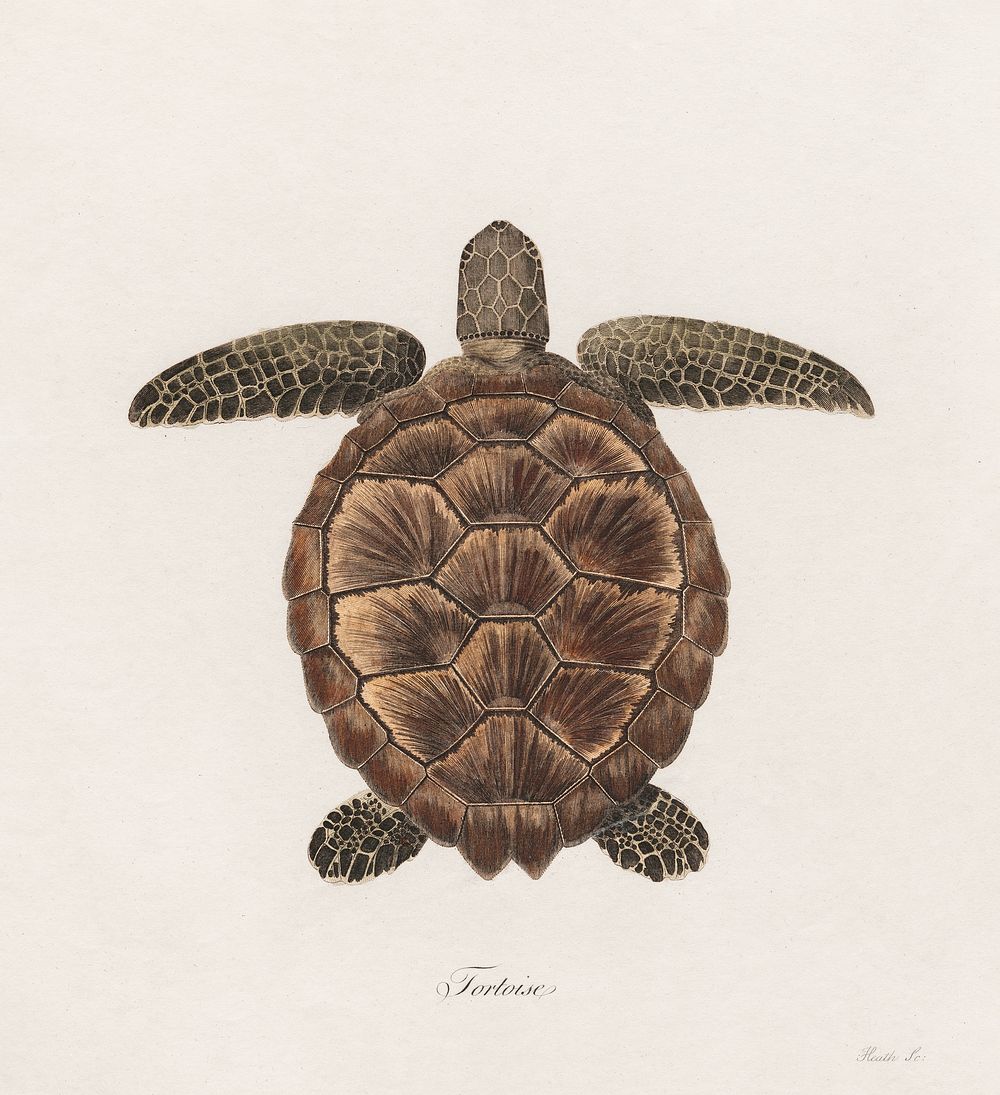 Tortoise (1789), vintage animal illustration by James Heath. Original public domain image from Yale Center for British Art.…