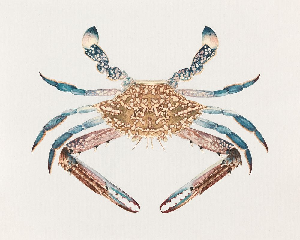 Portunua pelagicus (Blue Crab) (1737&ndash;1770) vintage sea animal illustration by Luigi Balugani. Original public domain…