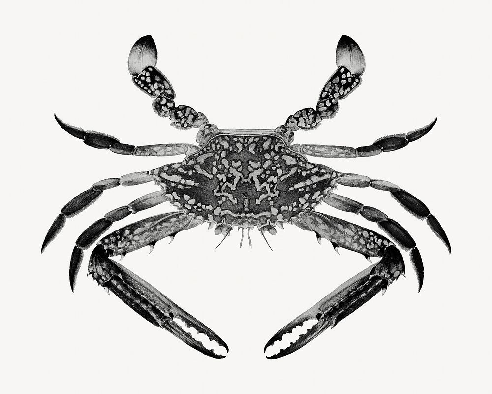 Blue crab, vintage sea animal illustration by Luigi Balugani. Remixed by rawpixel.