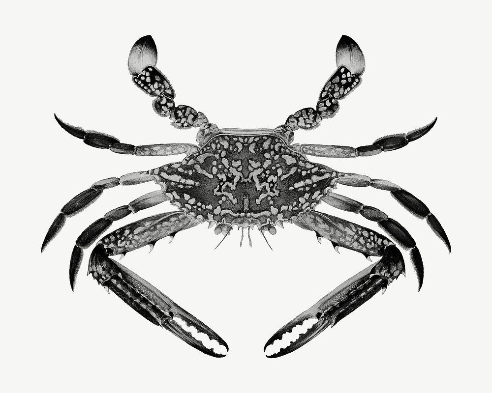 Blue crab, vintage sea animal illustration by Luigi Balugani psd. Remixed by rawpixel.