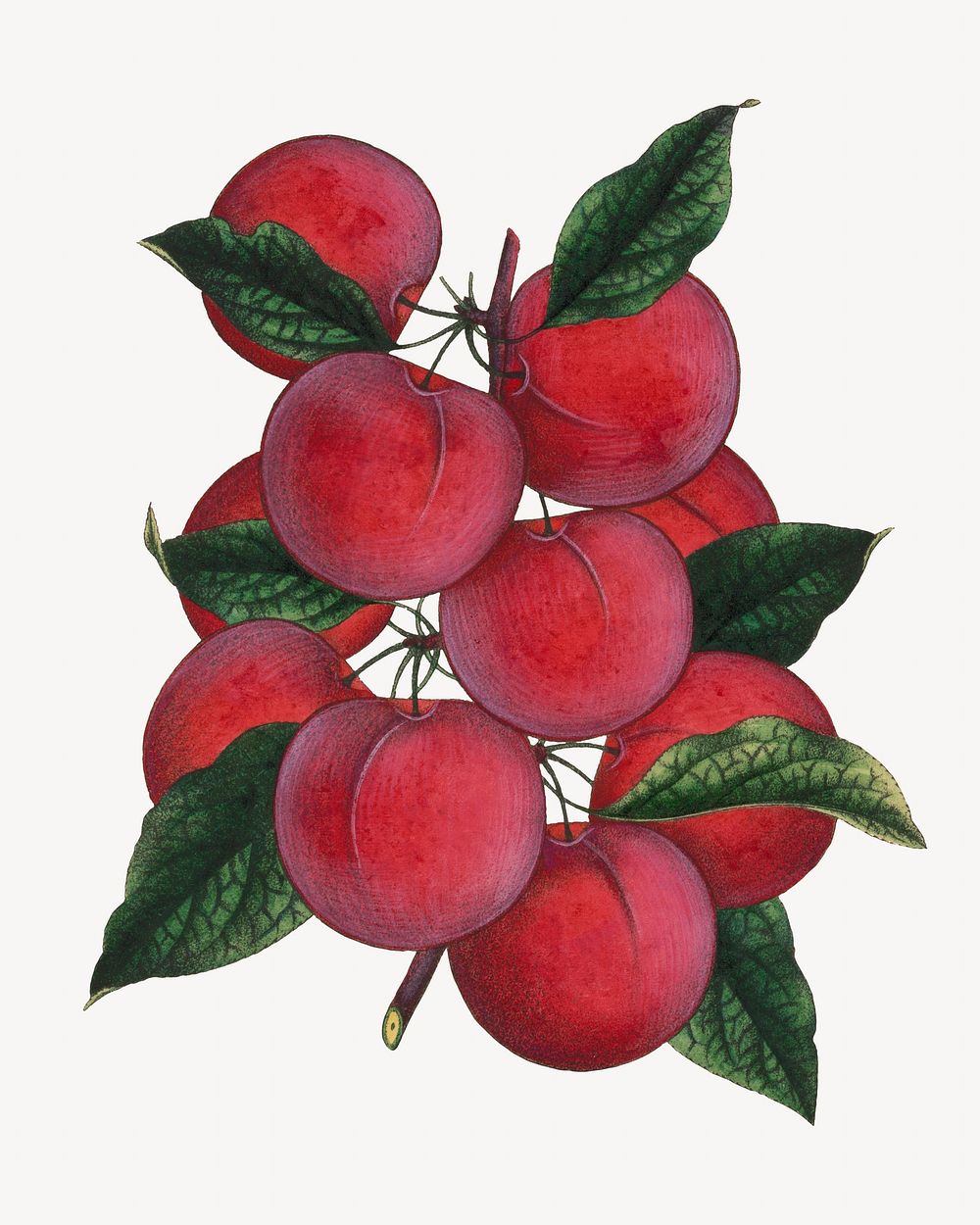 Vintage plums illustration. Remixed by rawpixel. 