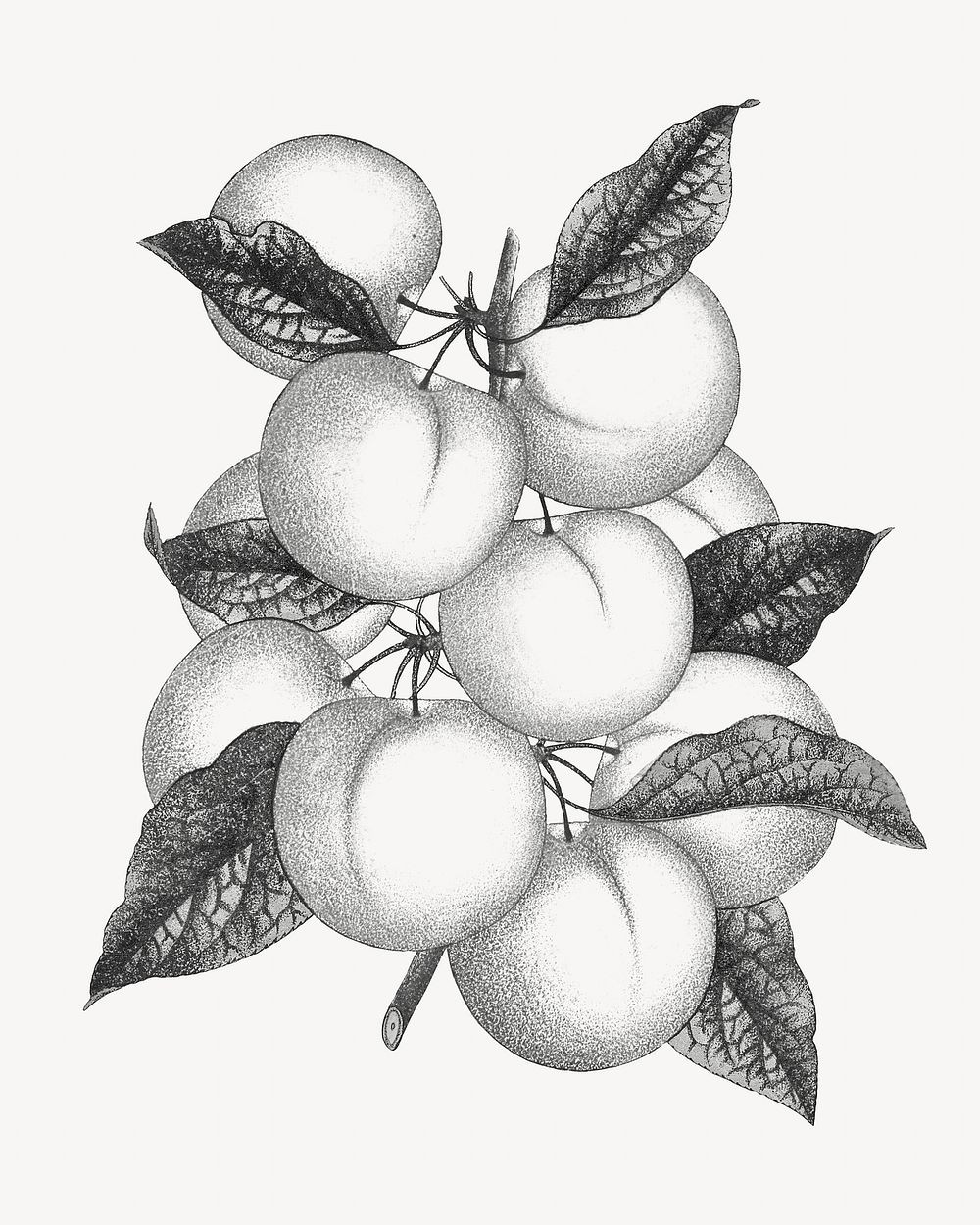 Vintage plums monotone illustration. Remixed by rawpixel. 