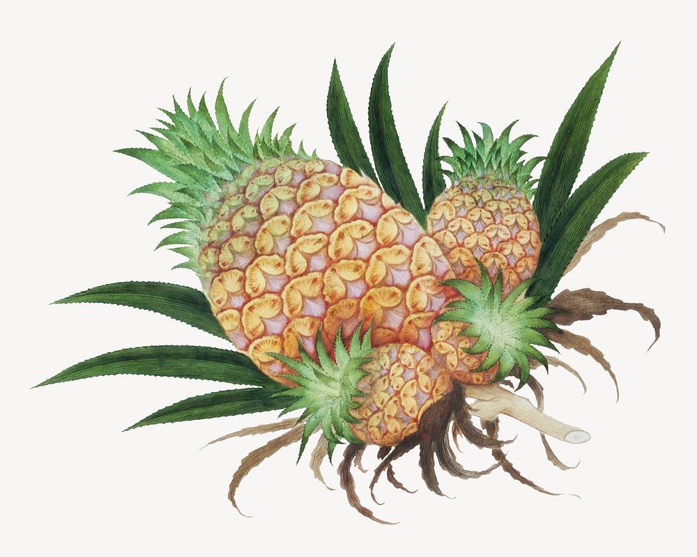 Vintage pineapple illustration. Remixed by rawpixel. 