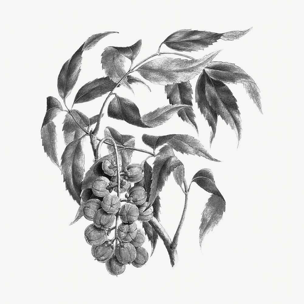 Vintage bersame abyssinica's fruit illustration. Remixed by rawpixel. 