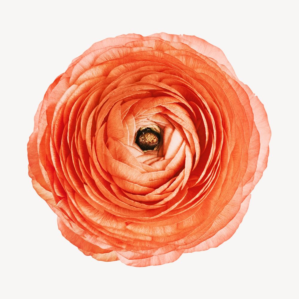 Orange flower, round design