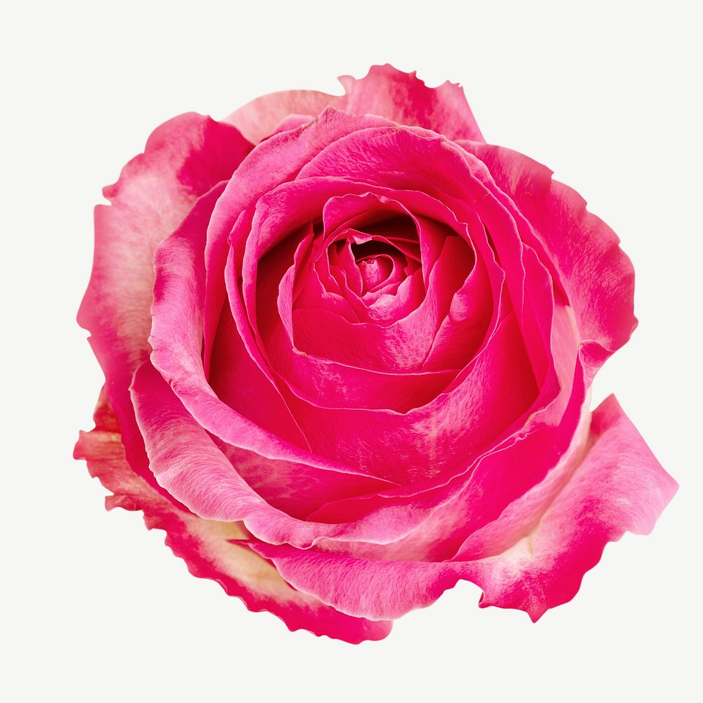 Flower blooming pink rose isolated object psd