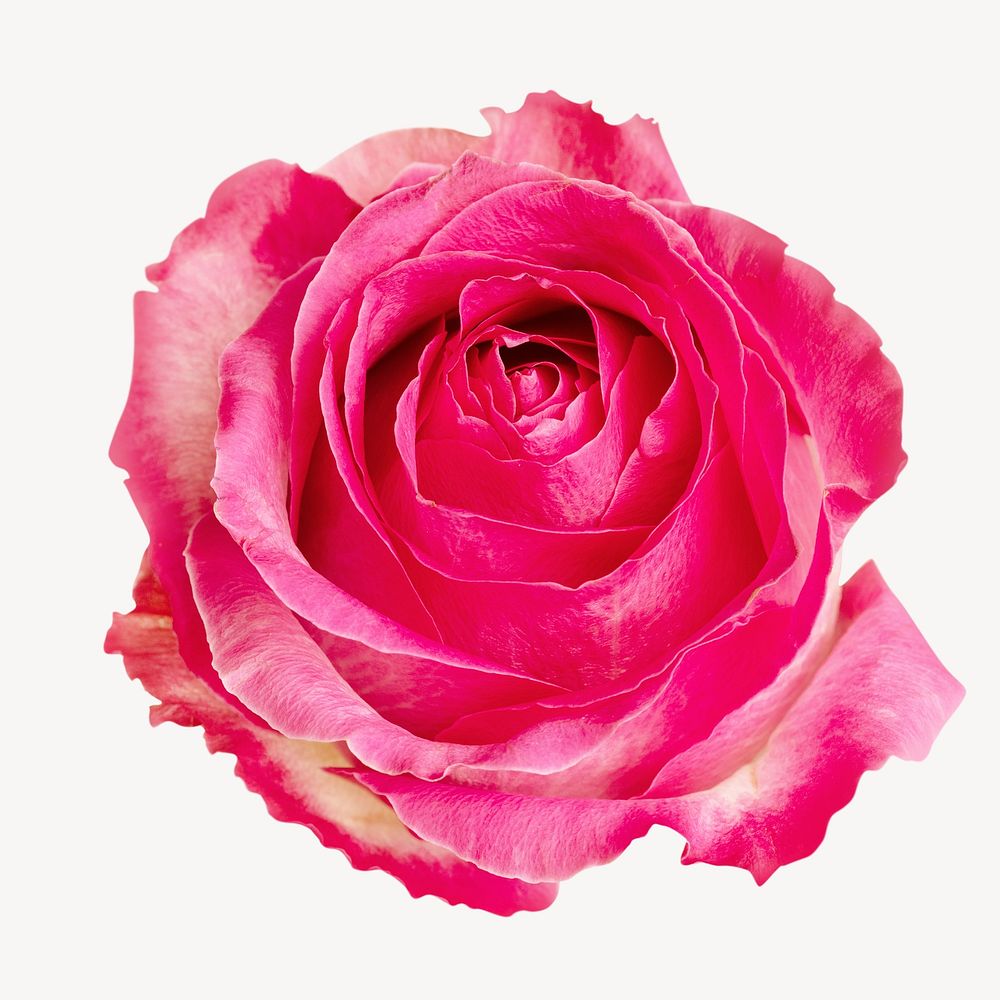 Flower blooming pink rose, isolated image