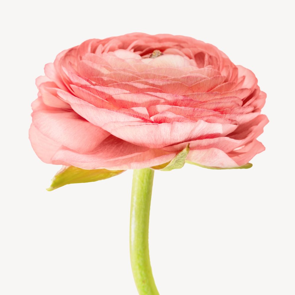 Simple pink flower image