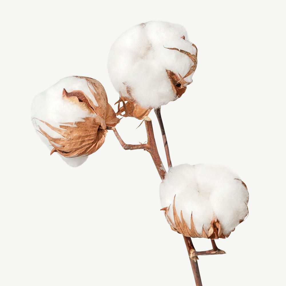 Cotton flower branch psd