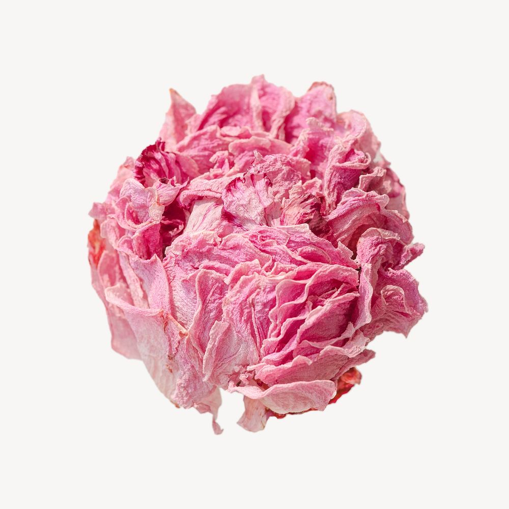 Simple pink flower image