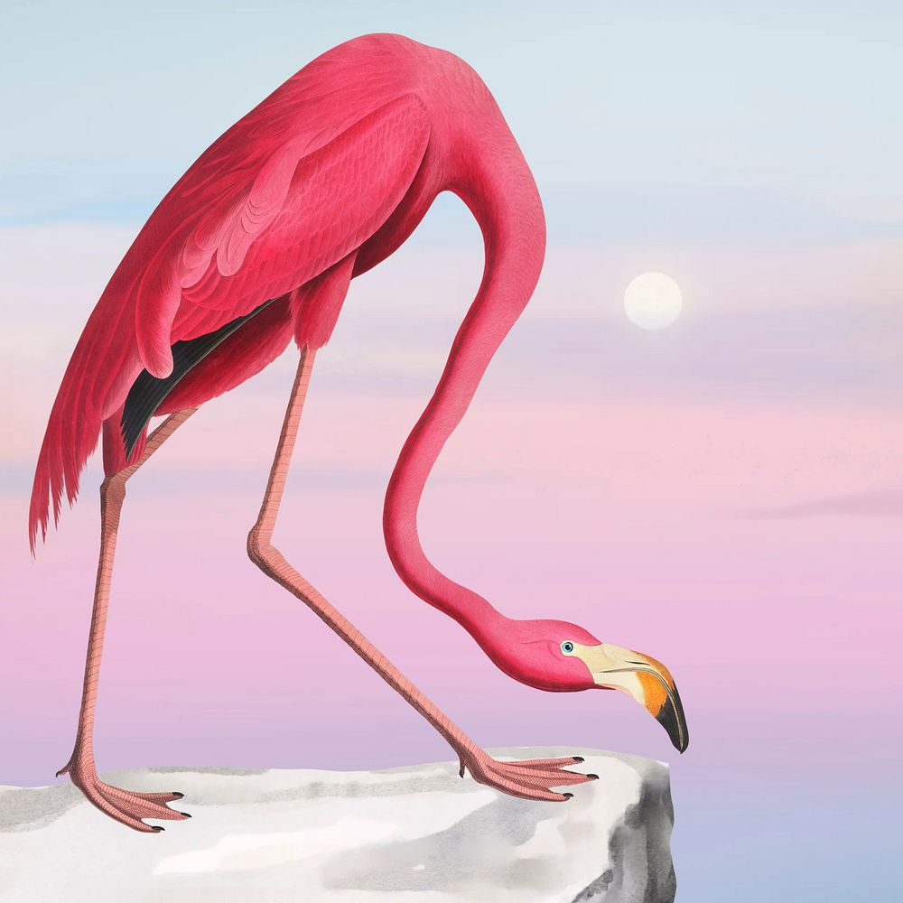 Aesthetic flamingo background, pink sky design