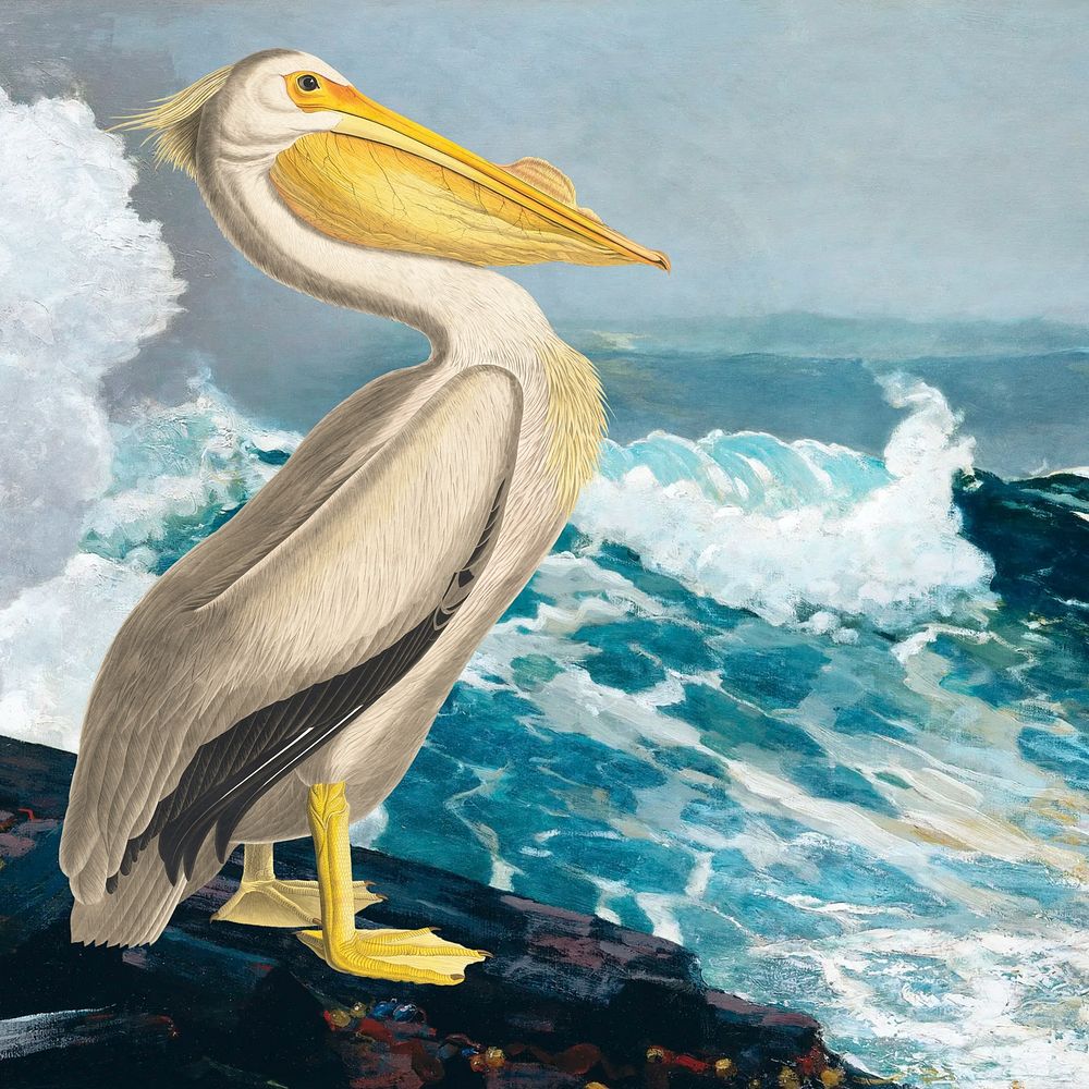 Pelican bird background, blue ocean drawing design