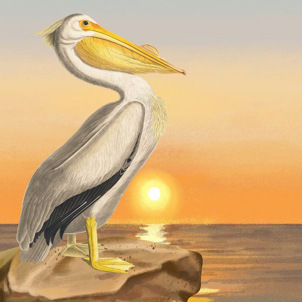 Pelican bird background, sunset drawing design