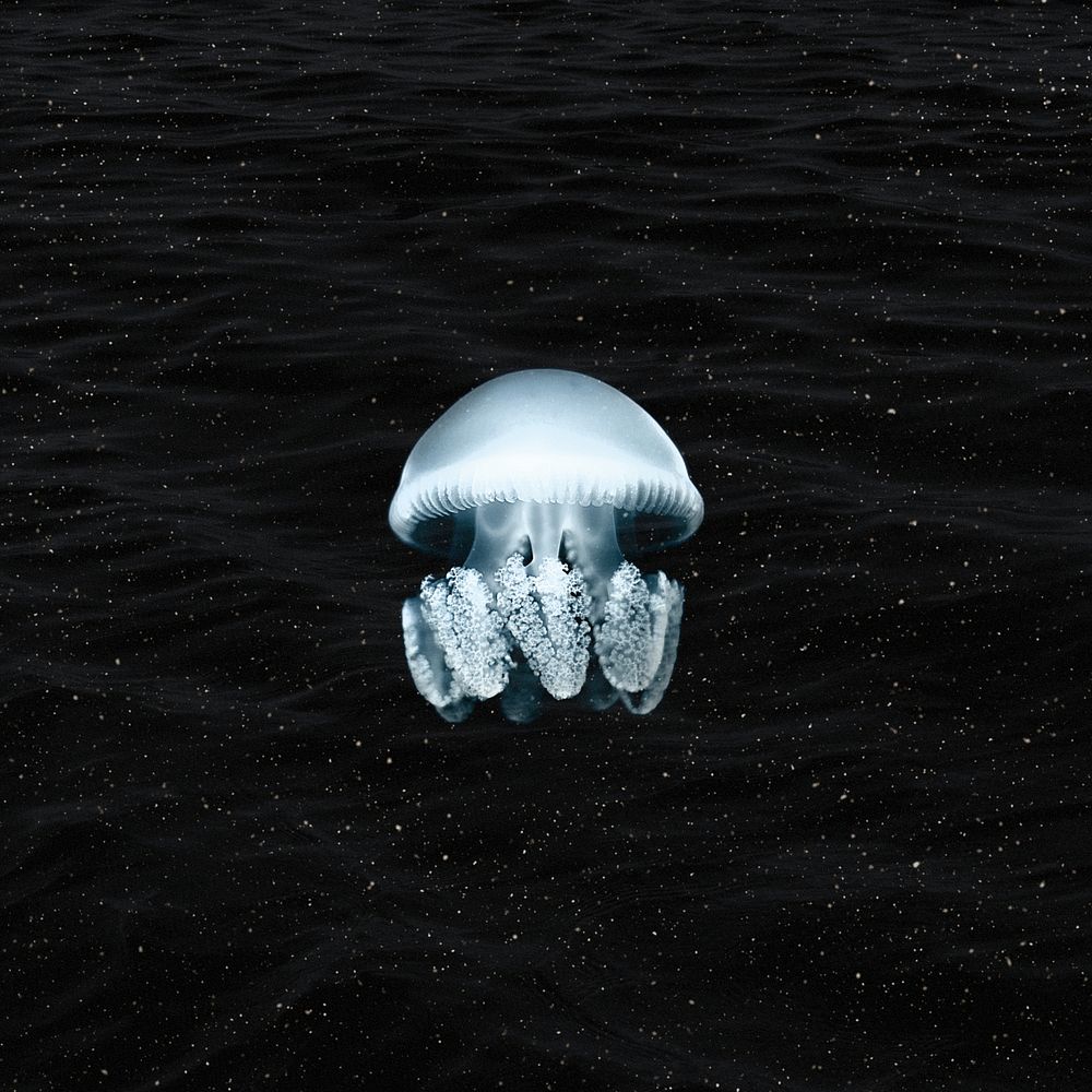 Aesthetic jellyfish background, dark animal remix