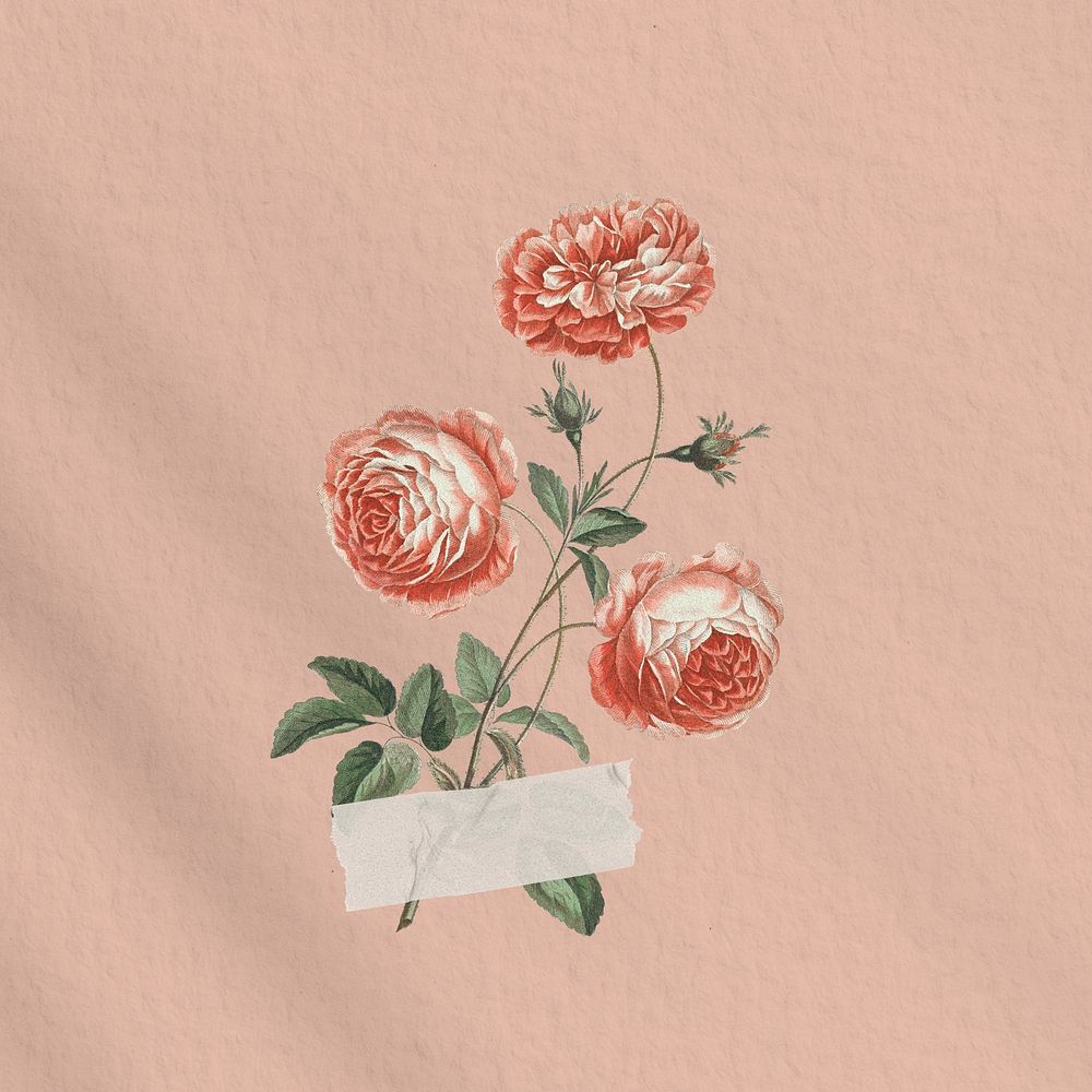 Pink chrysanthemum flower background, Spring collage