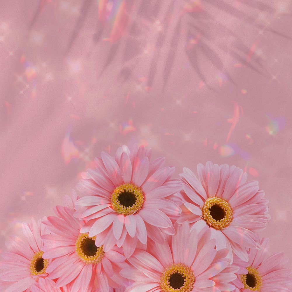 Pink daisy aesthetic background, flower border