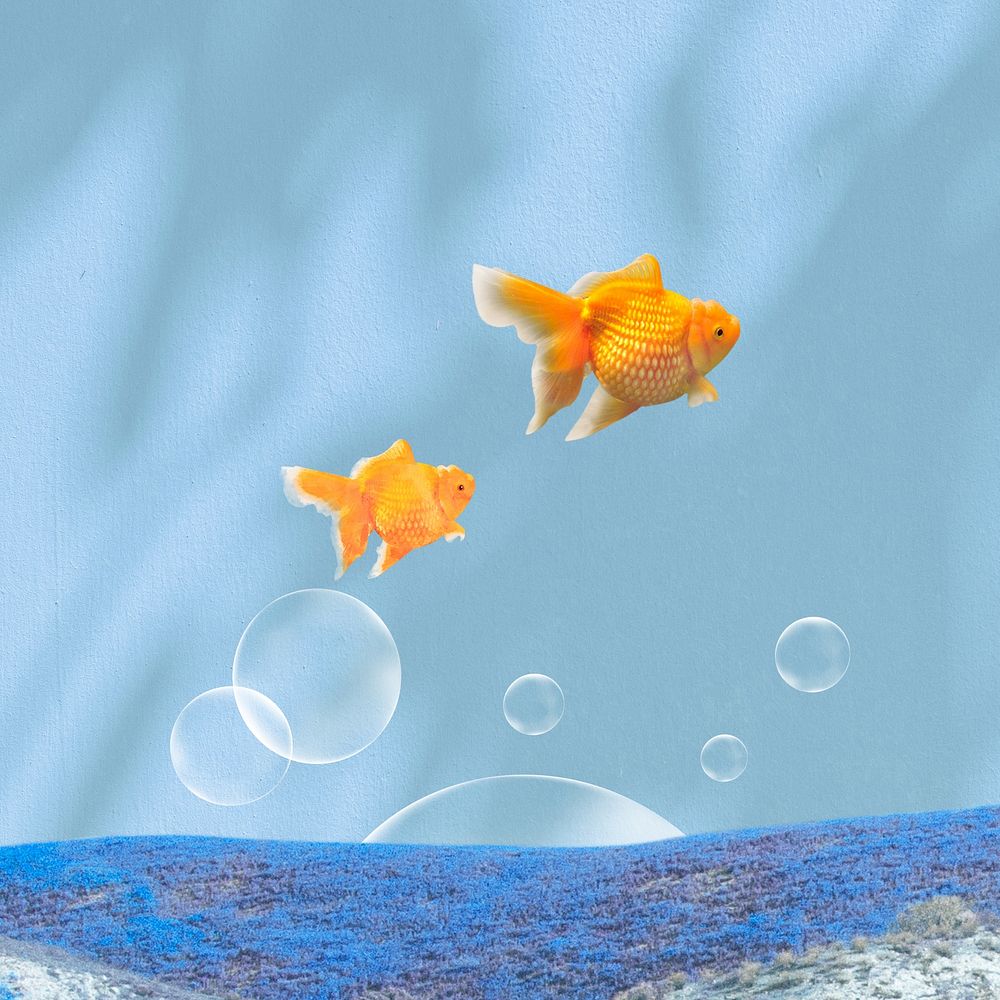 Dreamy goldfish background, surreal blue sky
