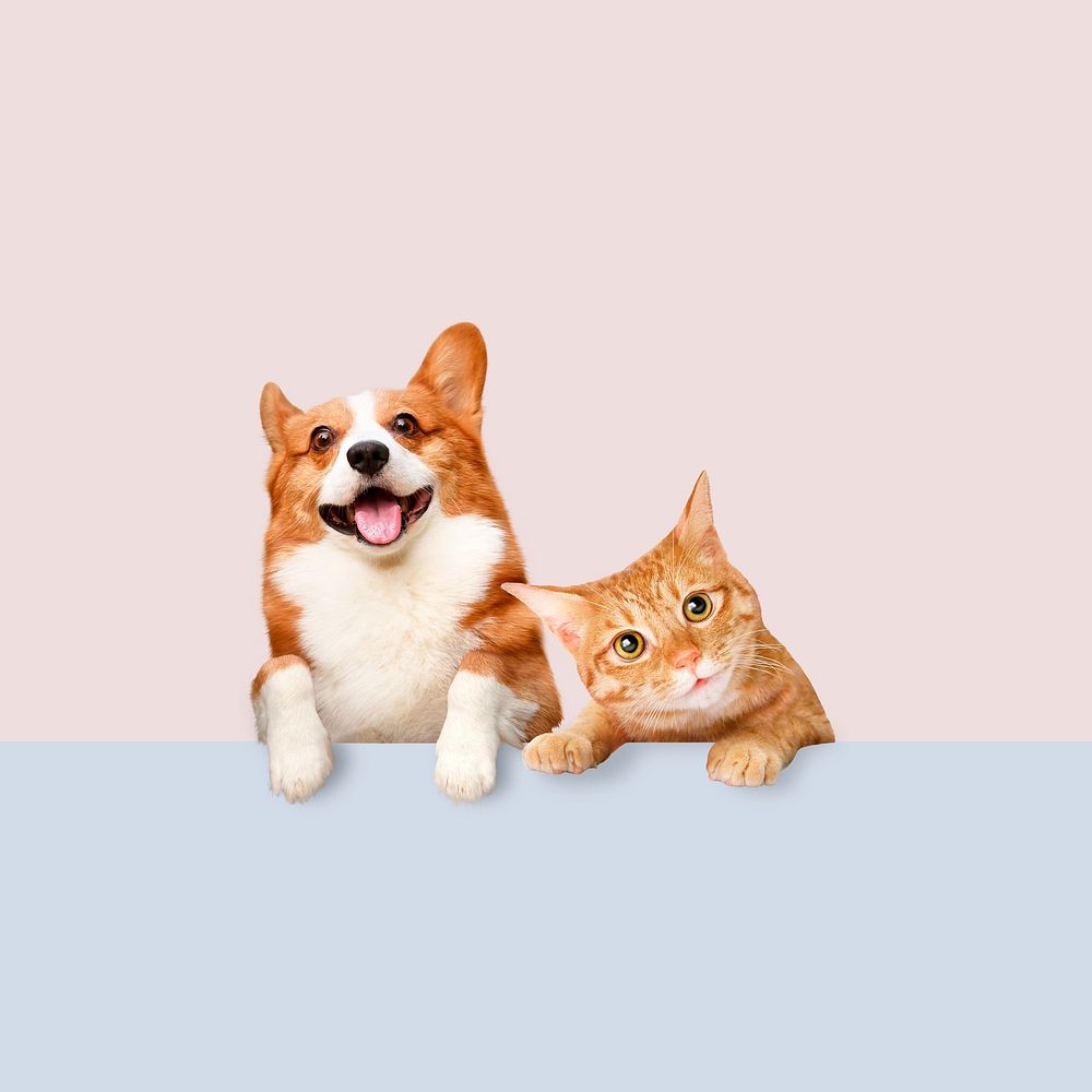 Cute pet animal background, Corgi dog and cat remix