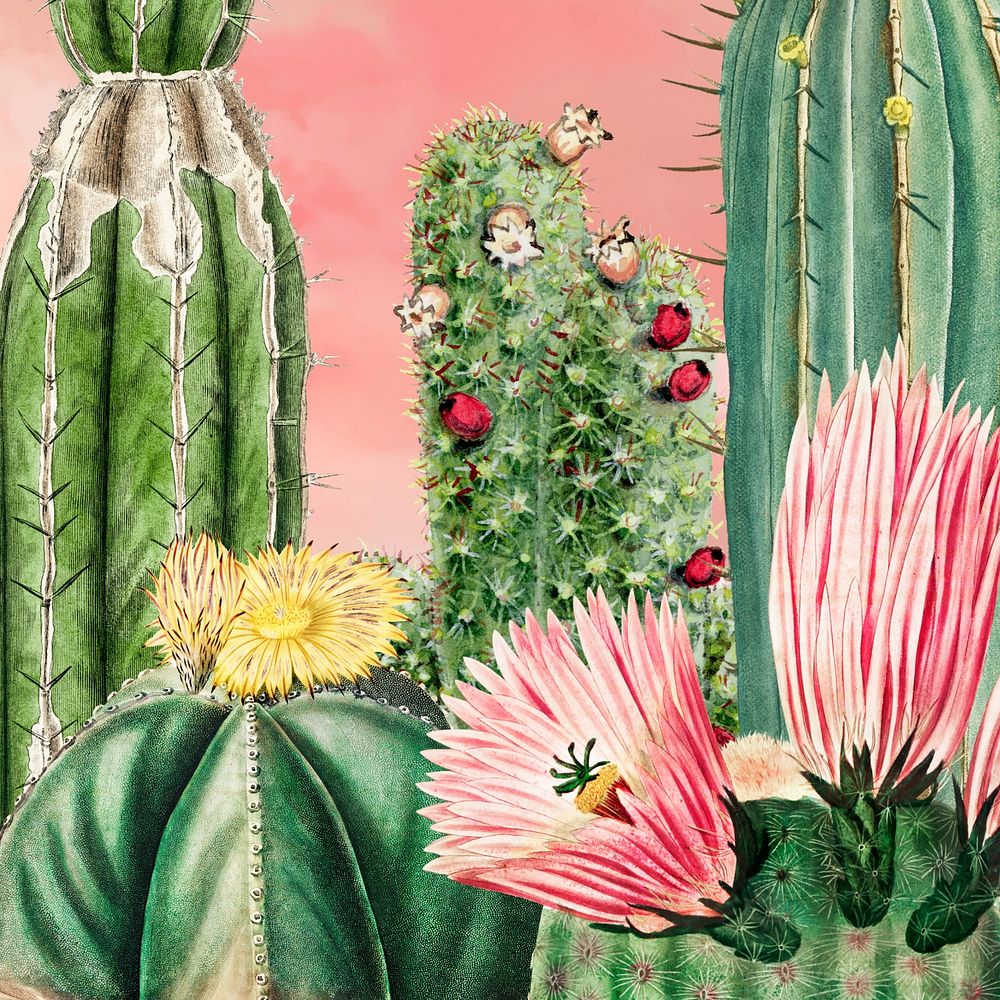 Aesthetic cactus garden background