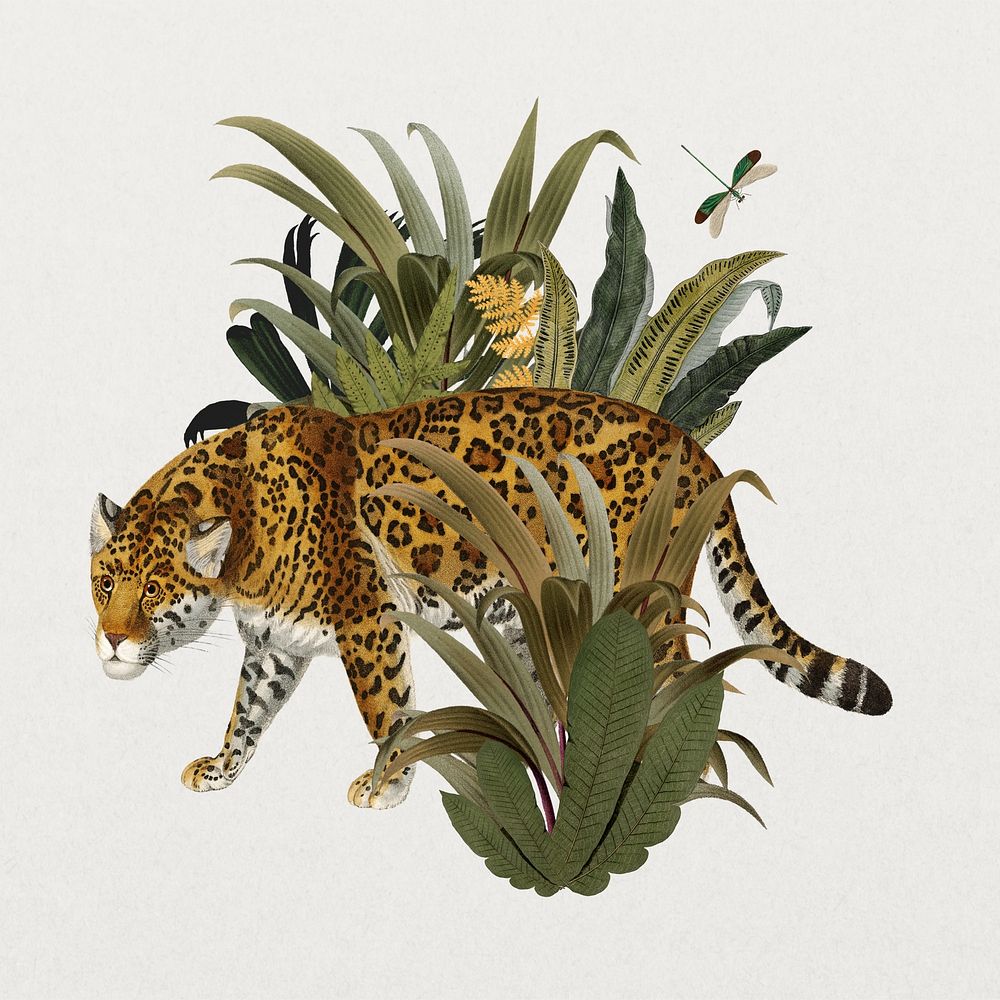Vintage jaguar tiger, wildlife collage element