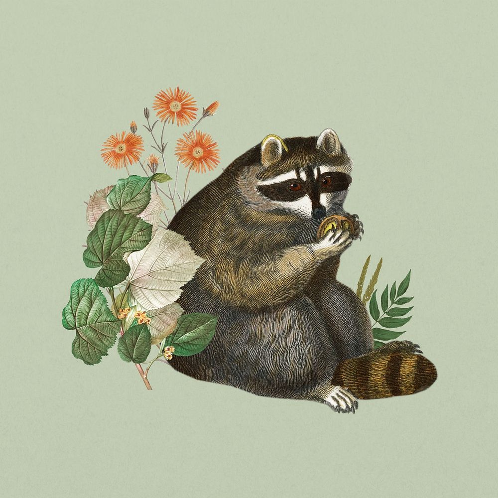 Raccoon, wildlife botanical remix collage element