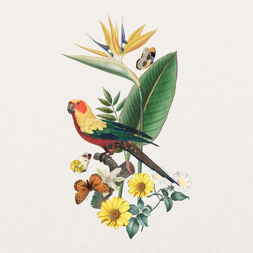 Sun parakeet bird, exotic botanical remix collage element
