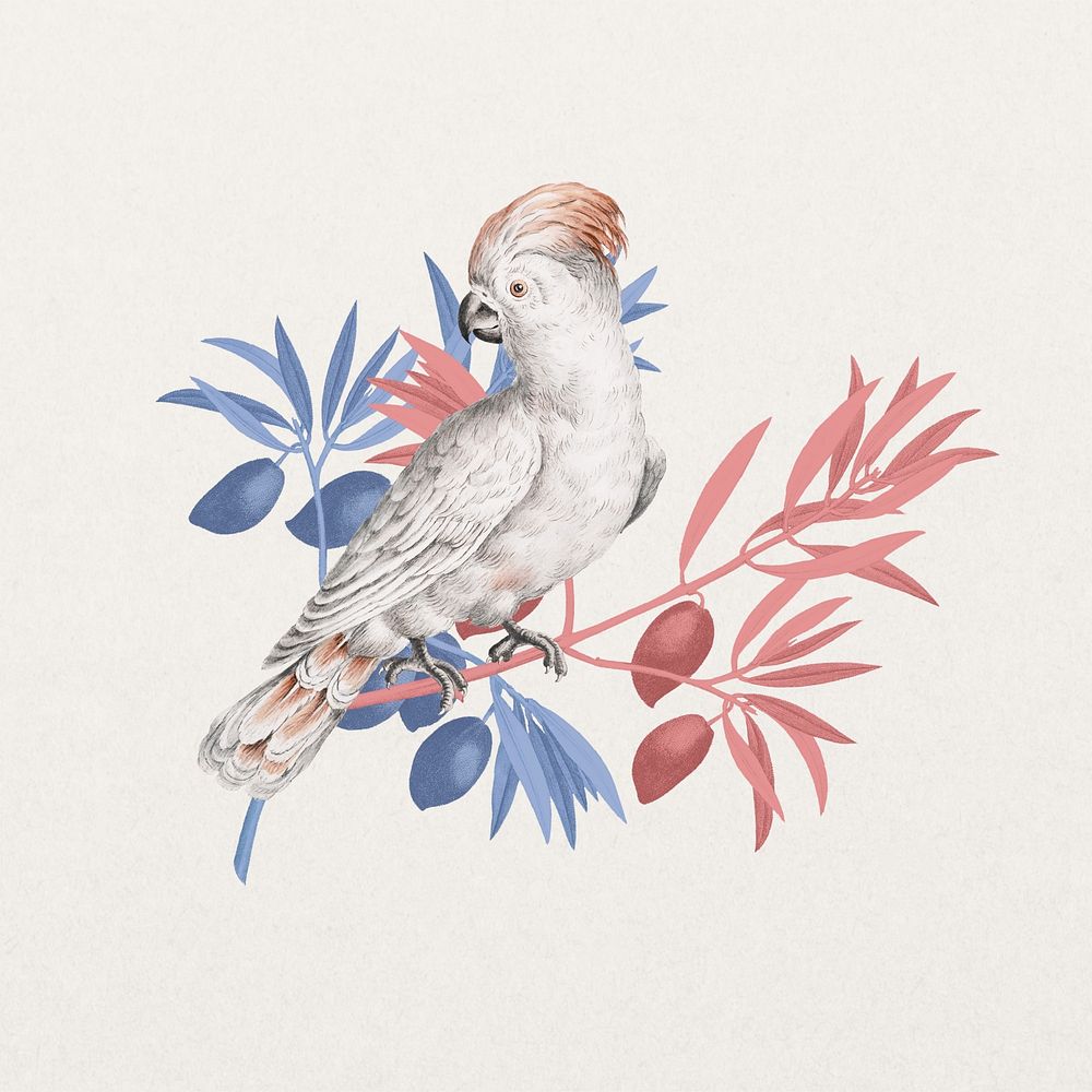 Vintage cockatoo bird, exotic animal collage element 