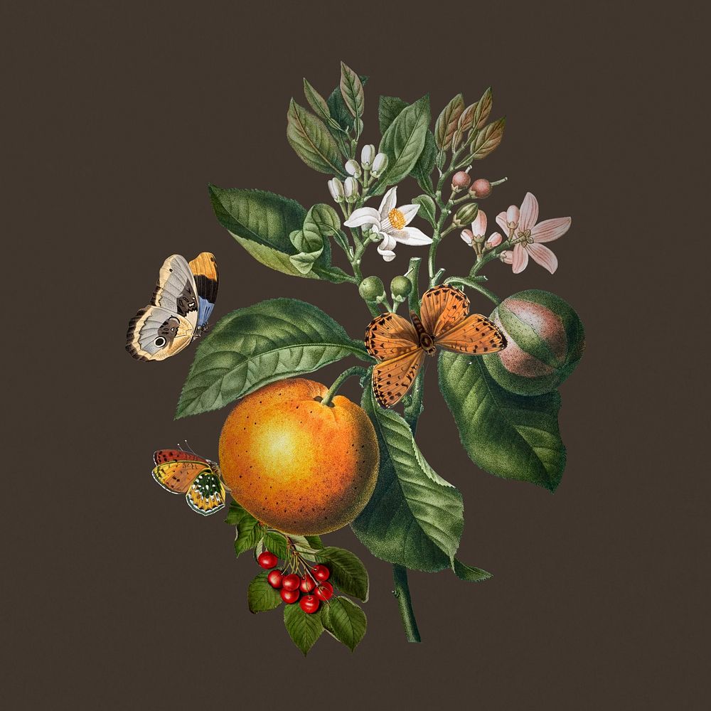 Bitter sweet orange drawing, vintage illustration