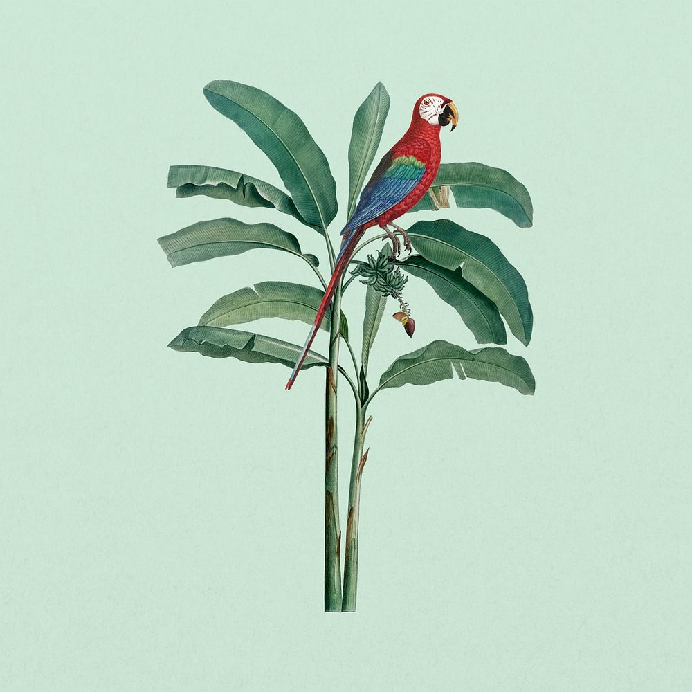 Scarlet macaw parrot, exotic botanical remix collage element
