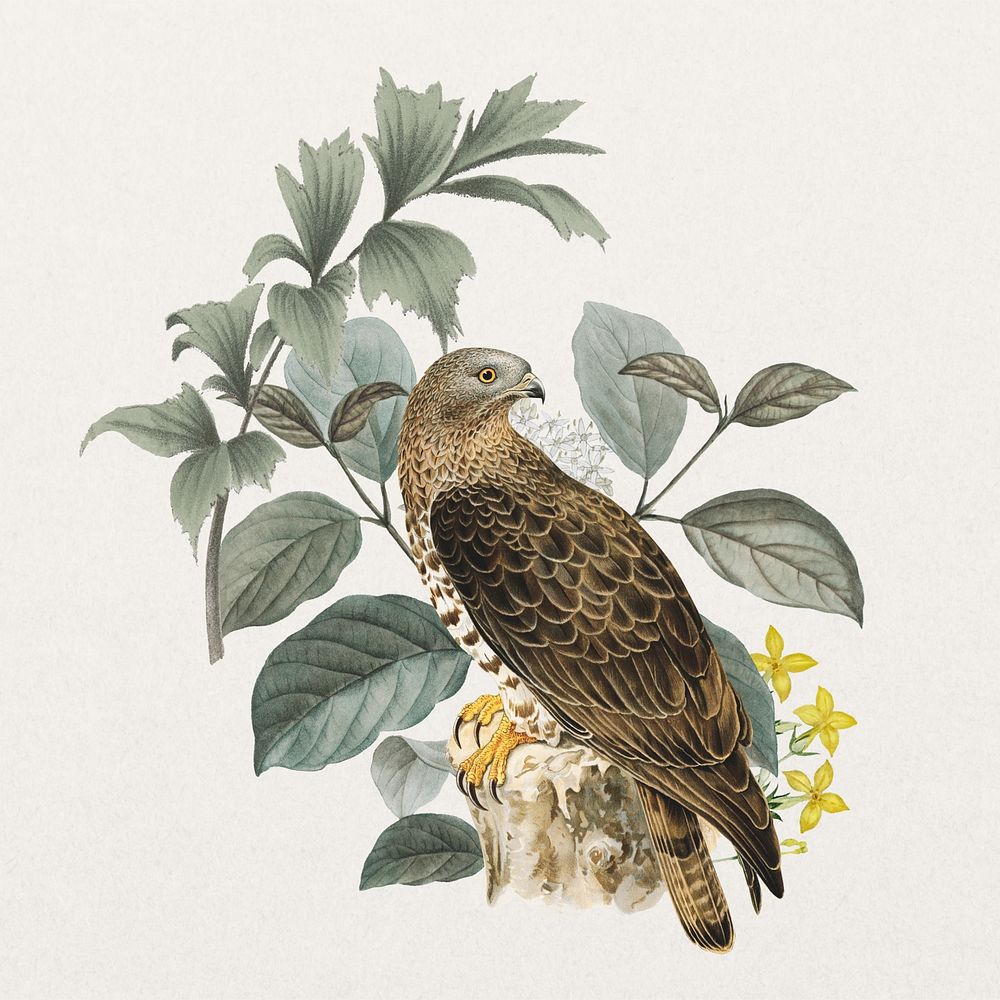 European honey buzzard bird, exotic botanical remix collage element