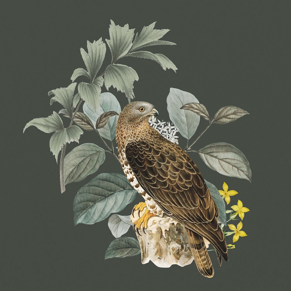 European honey buzzard bird, exotic botanical remix collage element
