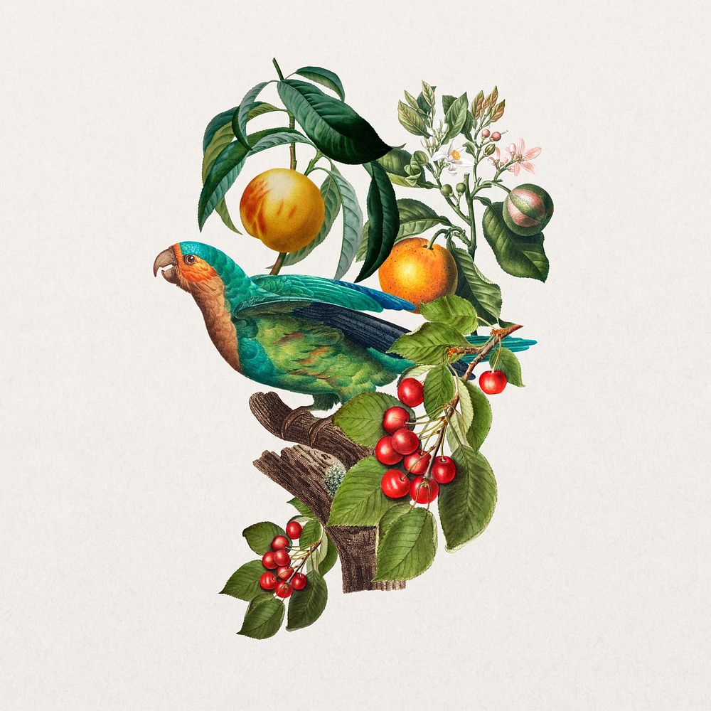 Crowned Parakeet bird, exotic botanical remix collage element