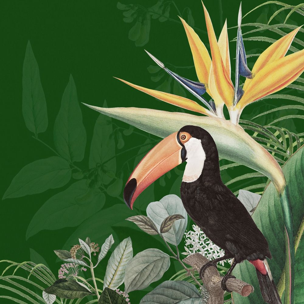 Toco toucan bird background, green exotic plant border