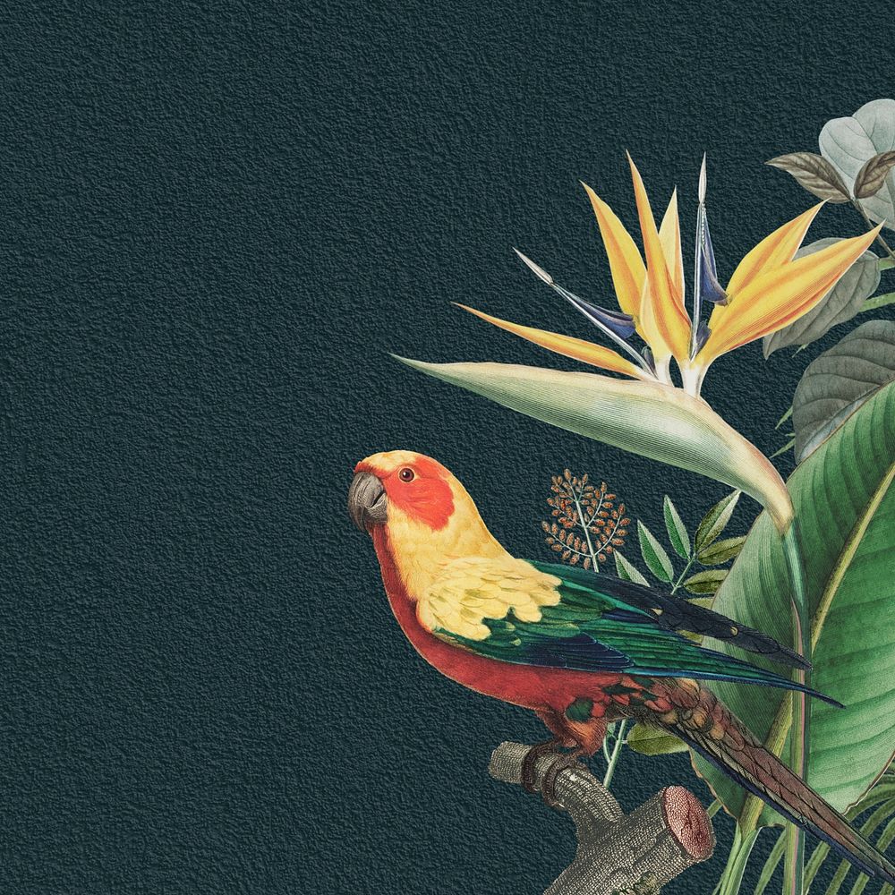 Sun parakeet tropical background, dark blue textured design