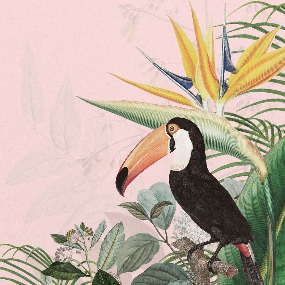 Toco toucan bird background, pink exotic plant border