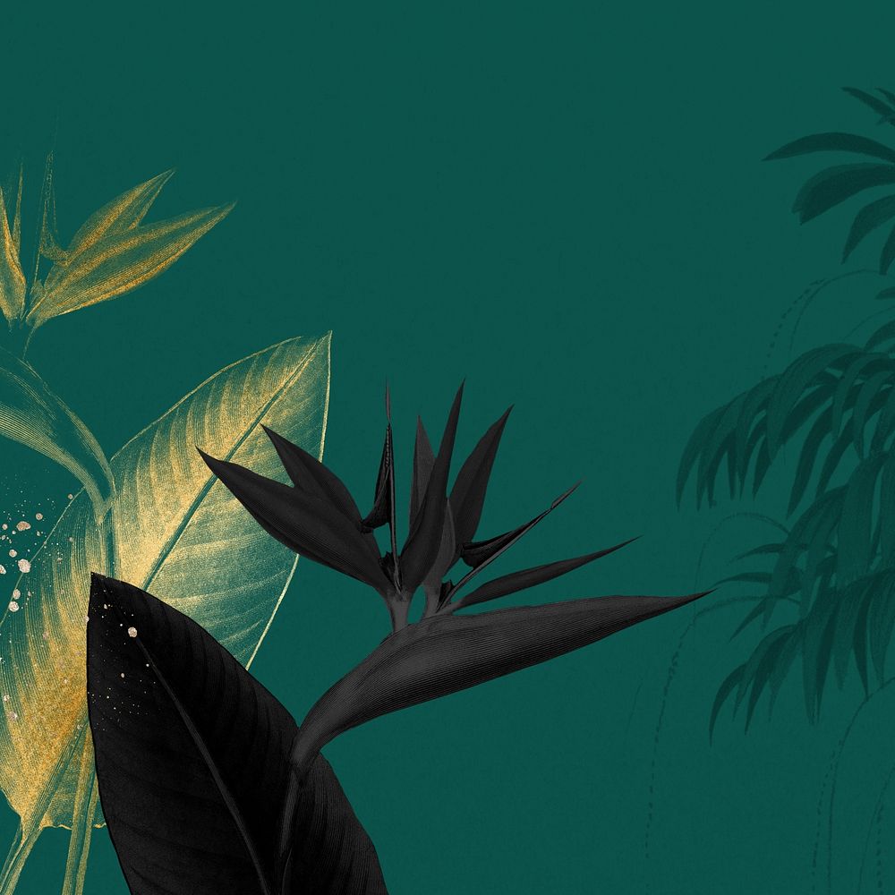 Bird of paradise background, green exotic plant border