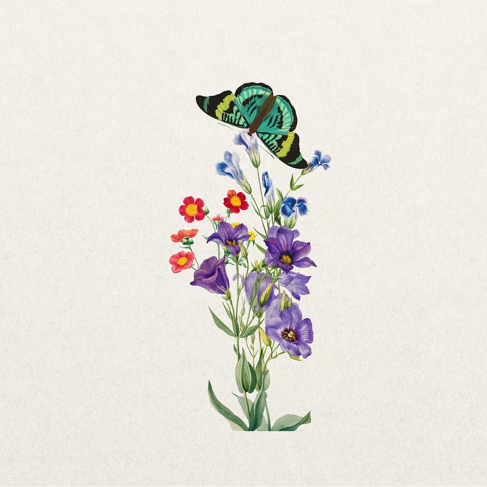 Texas bluebell flower, botanical illustration
