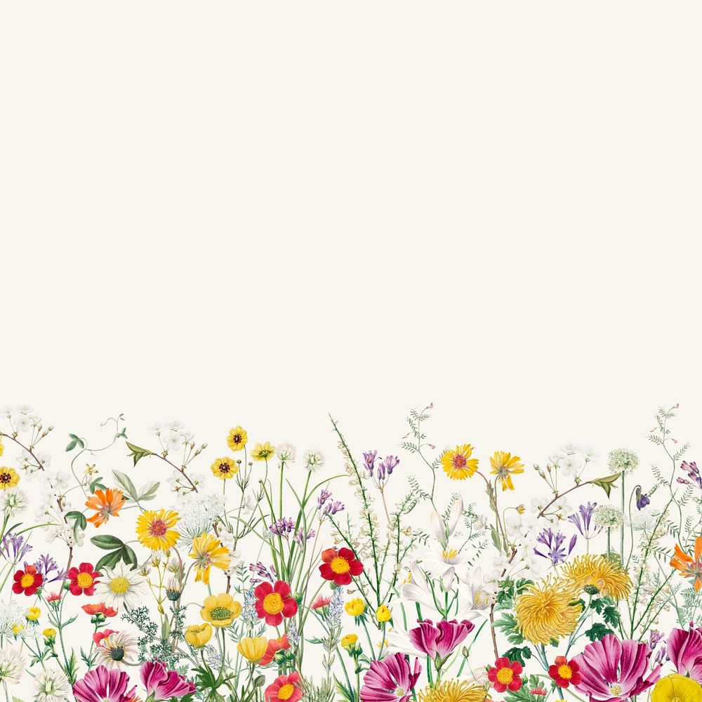 Spring wildflower border background, colorful botanical illustration