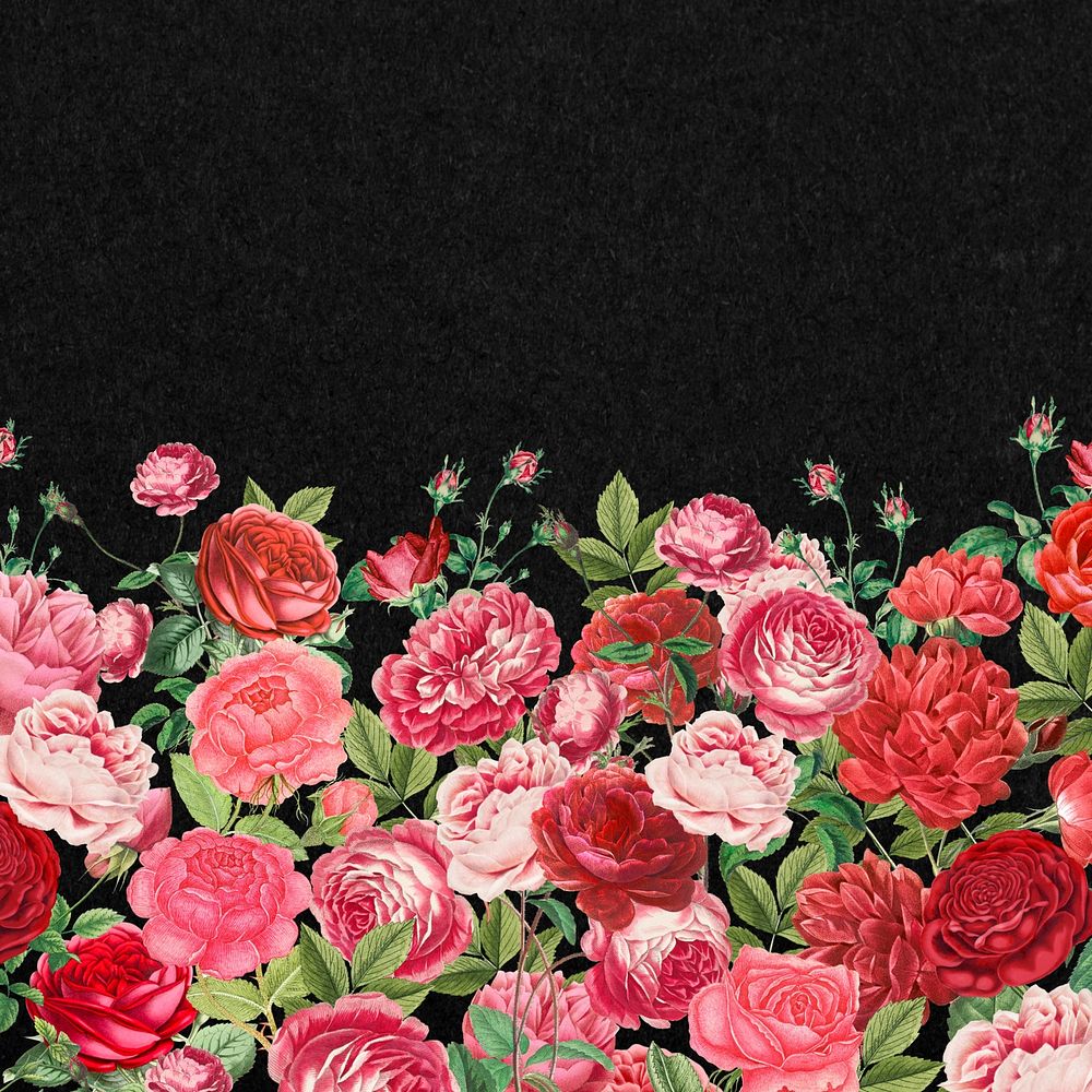 Valentine's flower border background, pink roses illustration