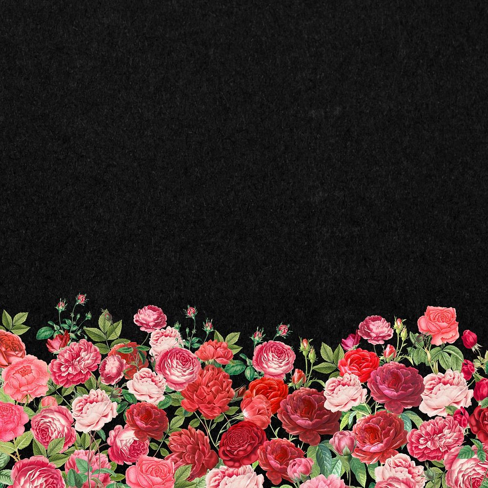 Valentine's flower border background, pink roses illustration